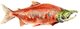 Sockeye