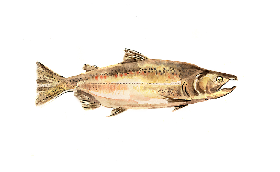 Image of a coho salmon