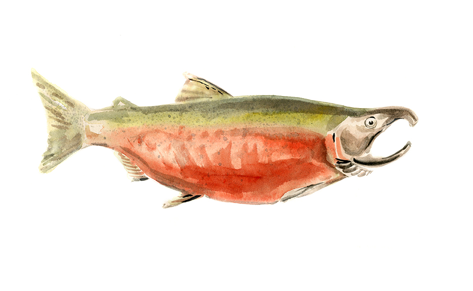 Image of a coho salmon