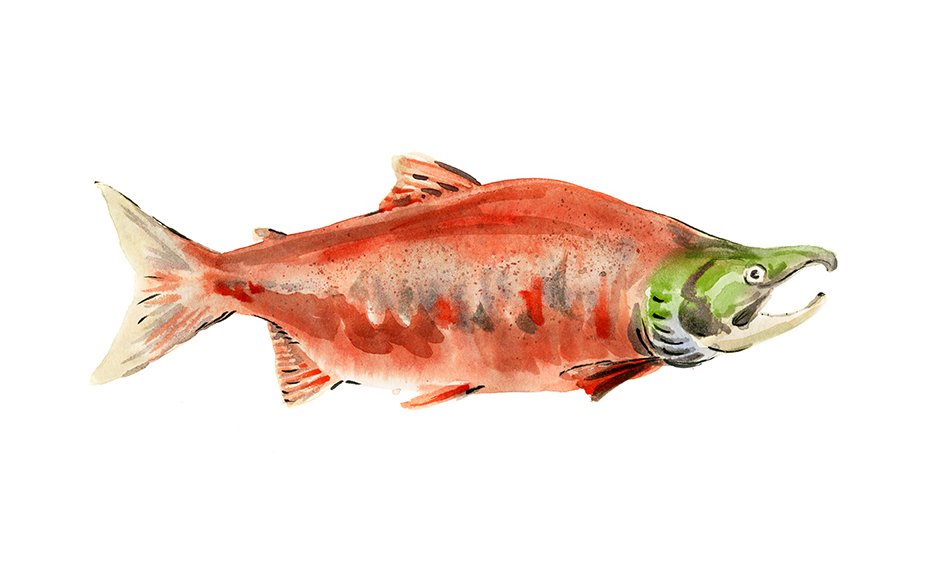 Image of a sockeye salmon