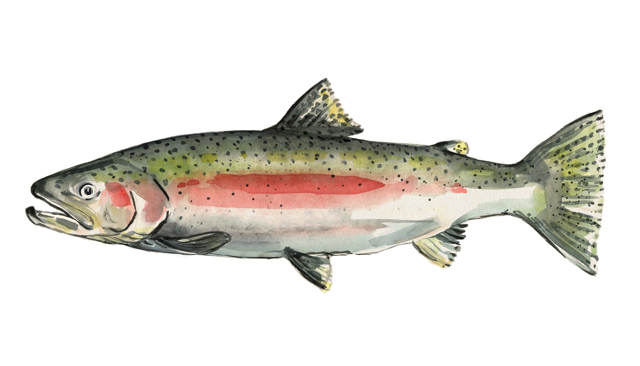 Image of a steelhead salmon